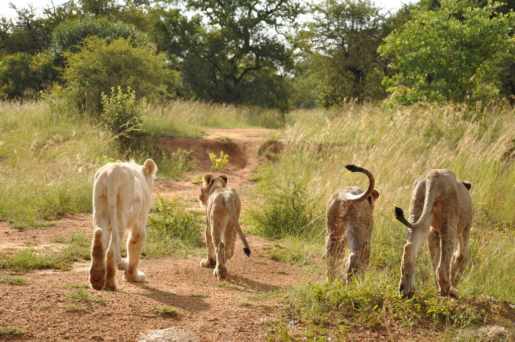 Ukutula Lion Lodge Beestekraal  Екстериор снимка