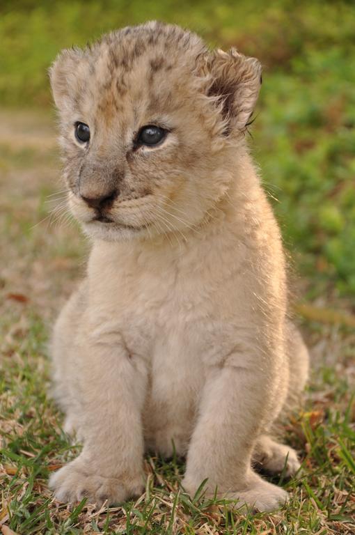 Ukutula Lion Lodge Beestekraal  Екстериор снимка